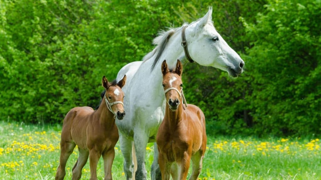 Twin Foals